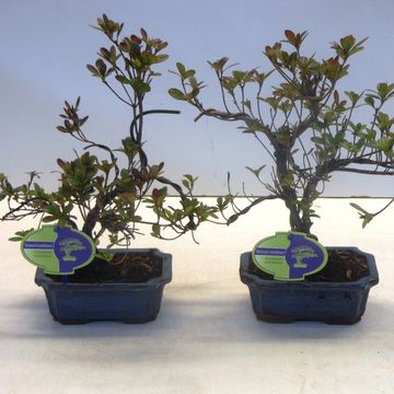 Rhododendron indicum