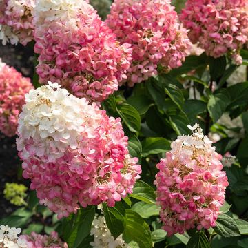 Hydrangea paniculata LIVING PINKY PROMISE