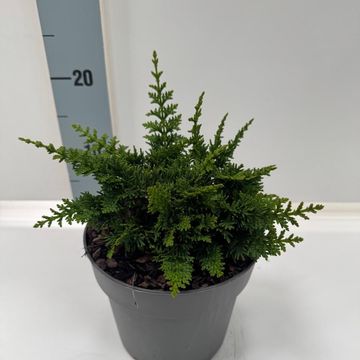 Chamaecyparis obtusa 'Teddy Bear'