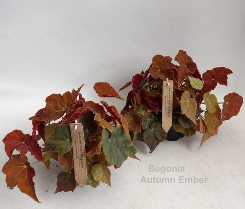 Begonia 'Autumn Ember'