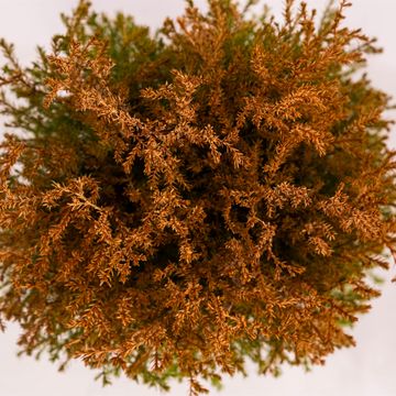 Thuja occidentalis 'Rheingold'