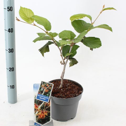 Hamamelis x intermedia 'Aphrodite'