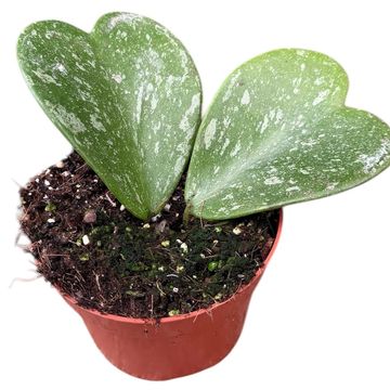 Hoya kerrii 'Splash'