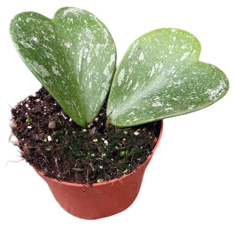 Hoya kerrii 'Splash'