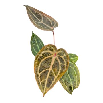 Anthurium DocBlock Anthurium Home, Sweet Home® '32' X Dark & Handsome® '9'