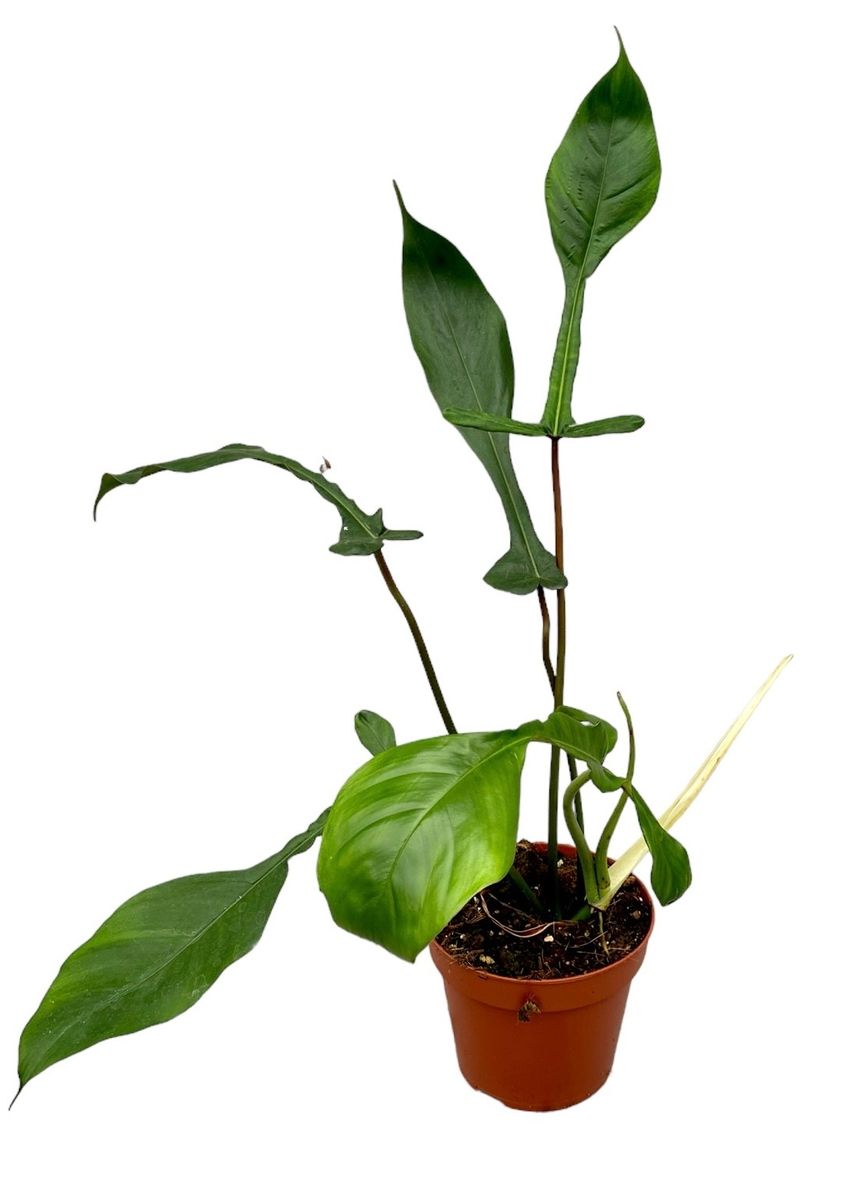 philodendron pinnatilobum aff Philodendron pinnatilobum aff x Phil. erubescens x Phil. spiritus-sanc   Ecuagenera Orqudeas del Ecuador