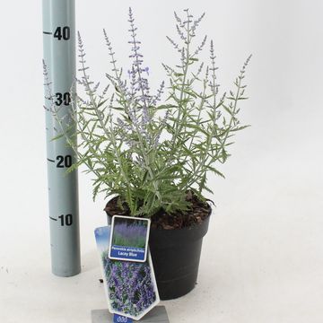 Perovskia atriplicifolia LACEY BLUE