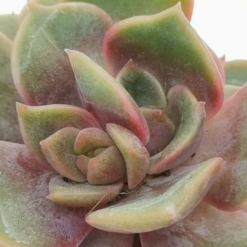 Echeveria 'Vampire Red Ball'