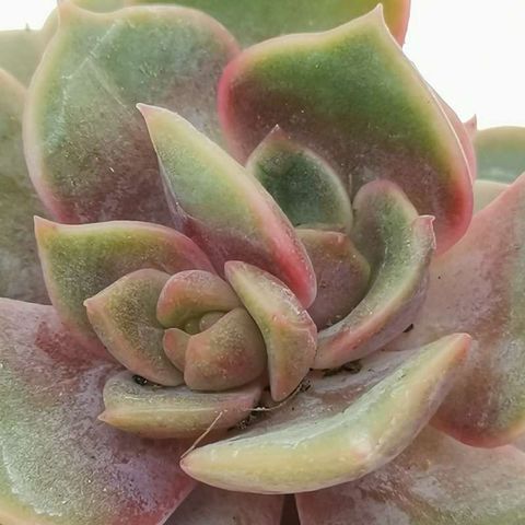 Echeveria 'Vampire Red Ball'