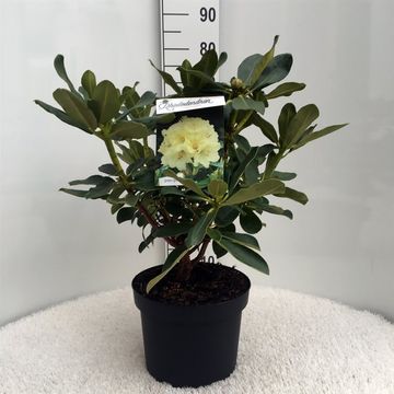 Rhododendron 'Горизон Монарх'