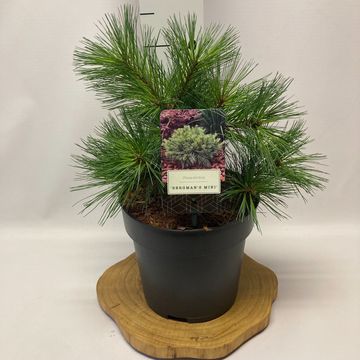 Pinus strobus 'Bergman's Mini'