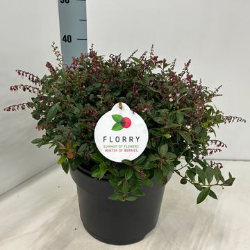 Gaultheria FLORRY