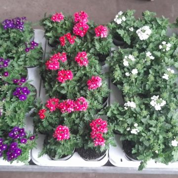 Verbena MIX