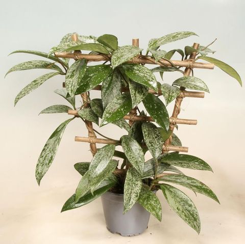 Hoya pubicalyx 'Silver Spot'