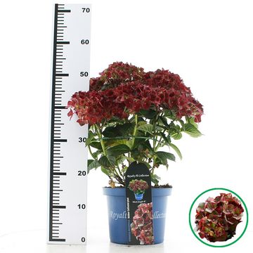 Hydrangea macrophylla ROYALTY COLLECTION BLACK KNIGHT