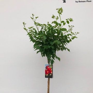 Campsis x tagliabuana FIRE TRUMPET