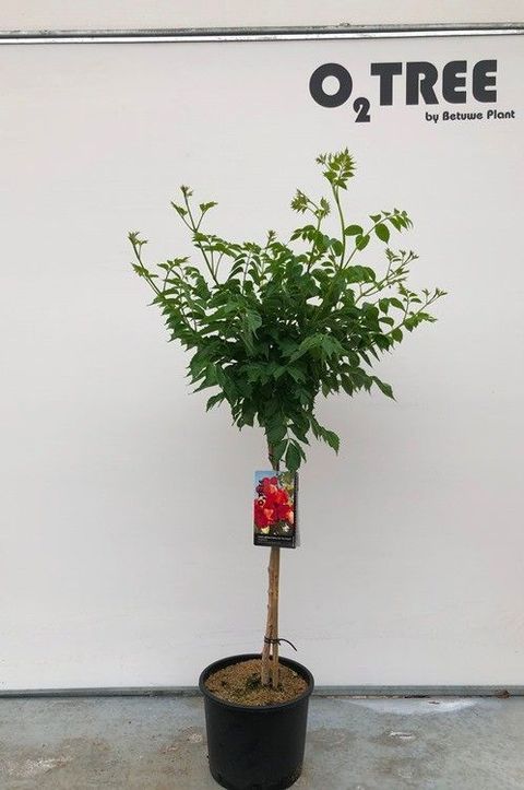 Campsis x tagliabuana FIRE TRUMPET