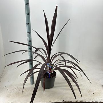 Cordyline SUPERSTAR