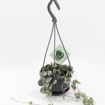 Ceropegia woodii