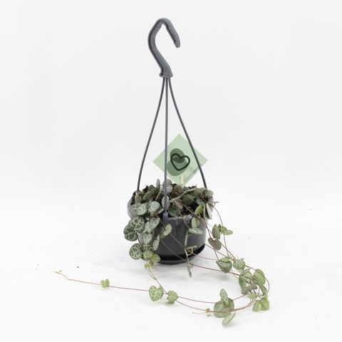 Ceropegia woodii