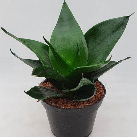 Sansevieria 'Jade Star' — Plant Wholesale FlorAccess