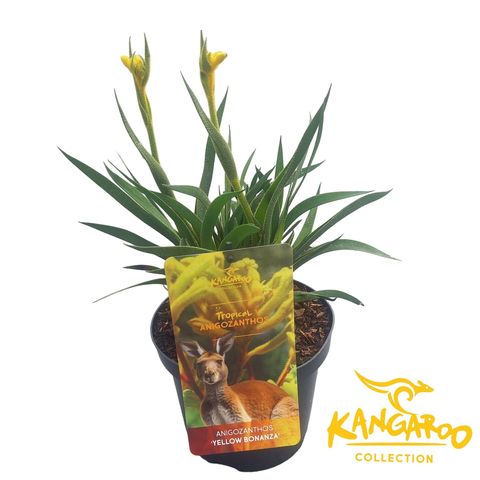 Anigozanthos 'Yellow Bonanza'