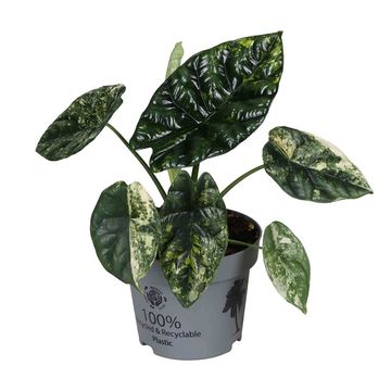 Alocasia sinuata 'Variegata'