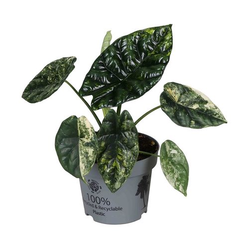Alocasia sinuata 'Variegata'