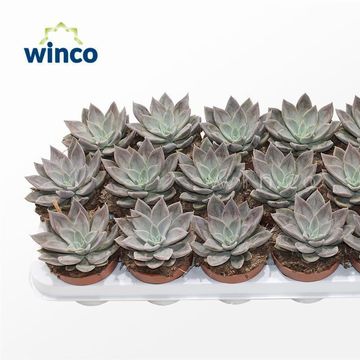 Echeveria 'Silver Queen'