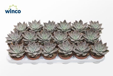 Echeveria 'Silver Queen'