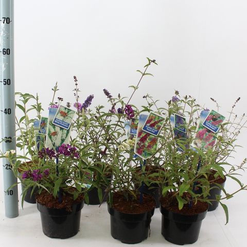 Buddleja davidii MIX