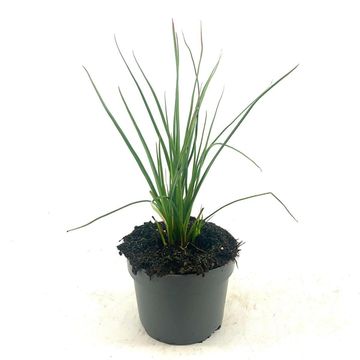 Kniphofia 'Redhot Popsicle'