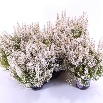 Erica gracilis