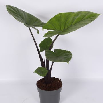 Alocasia 'Dark Star'