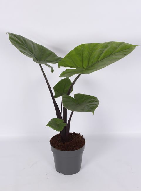 Alocasia 'Dark Star'