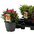 Celosia argentea KELOS FIRE MIX