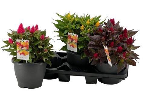 Celosia argentea KELOS FIRE MIX