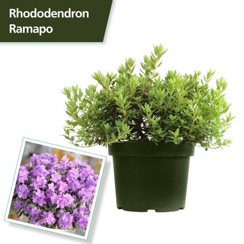 Rhododendron 'Ramapo'