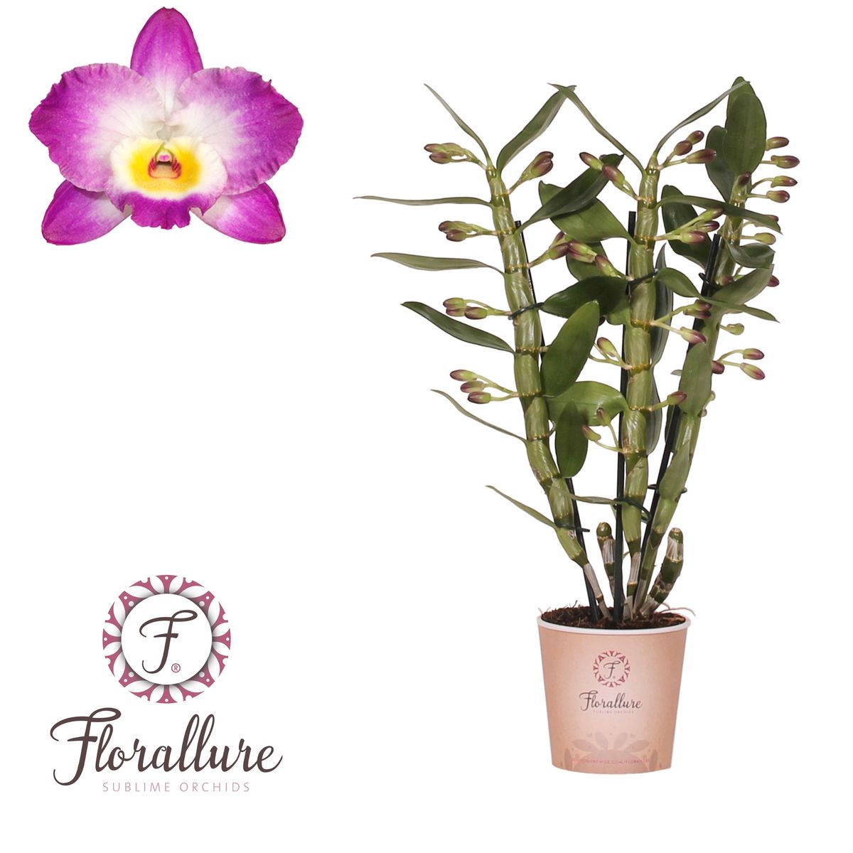 Dendrobium Nobile STAR CLASS AKATSUKI Plant Wholesale FlorAccess dendrobium-nobile-star-class-akatsuki-plant-wholesale-floraccess