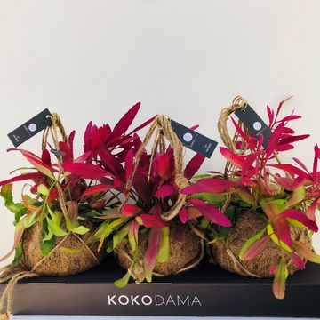 Pseudorhipsalis ramulosa 'Red Coral'