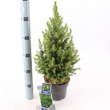 Picea glauca 'Conica'