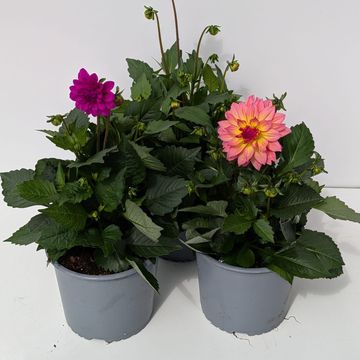 Dahlia MIX