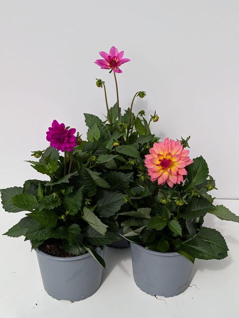 Dahlia MIX