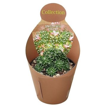 Mammillaria painteri