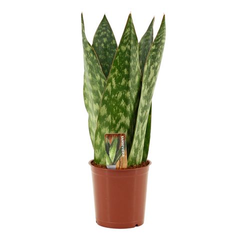 Sansevieria 'Jamaiquina Queen'