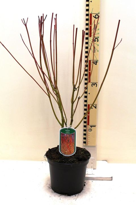 Cornus sericea 'Cardinal'