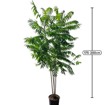 Rhus typhina