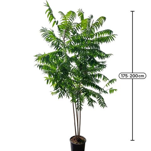 Rhus typhina