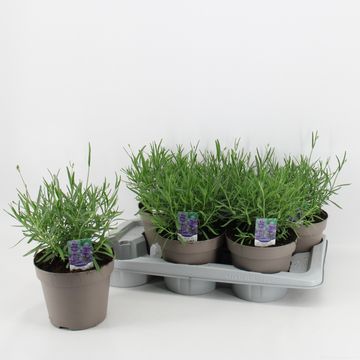 Lavandula angustifolia 'Munstead'