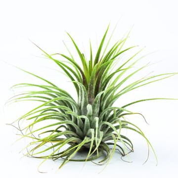 Tillandsia ionantha